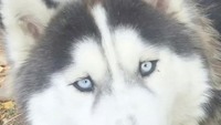 huskies_stayin_alive_2012
