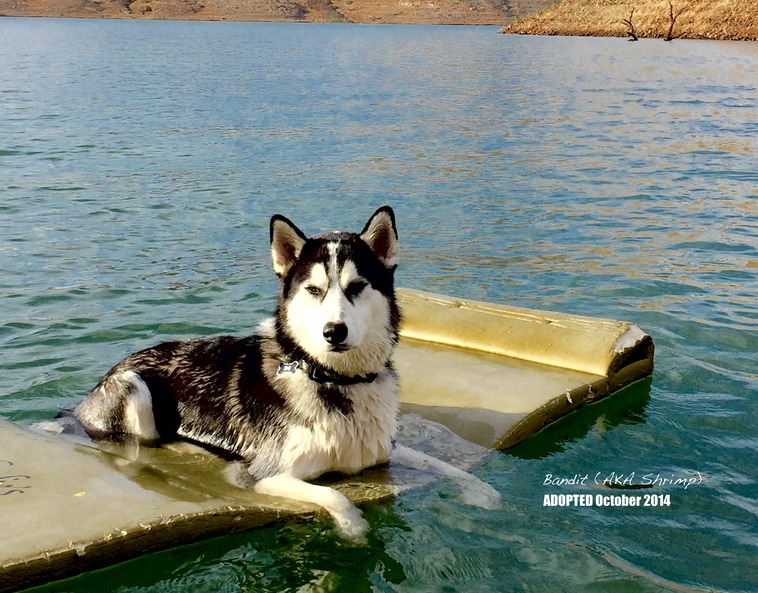 ARA Calendar Bandit JULY 