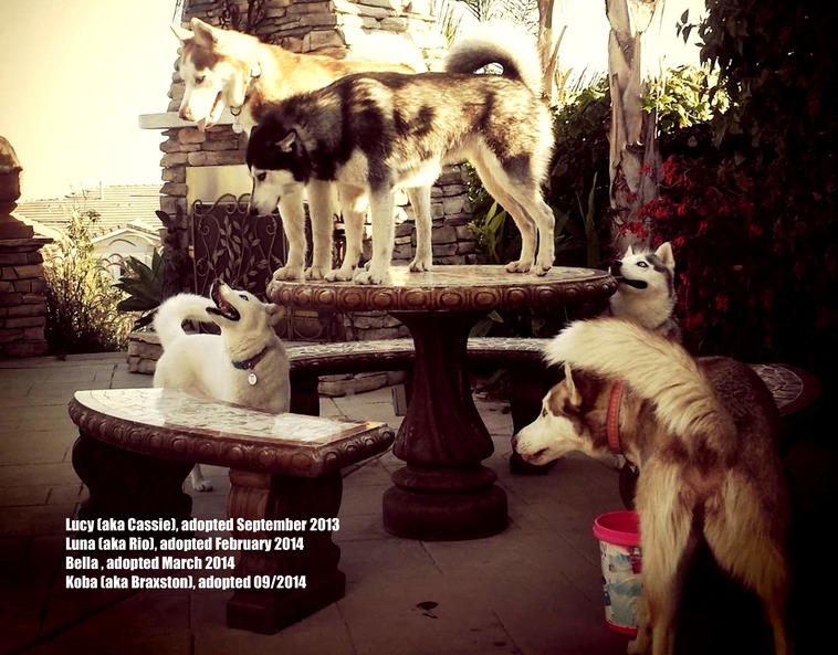 ARA Calendar Cheng AUGUST