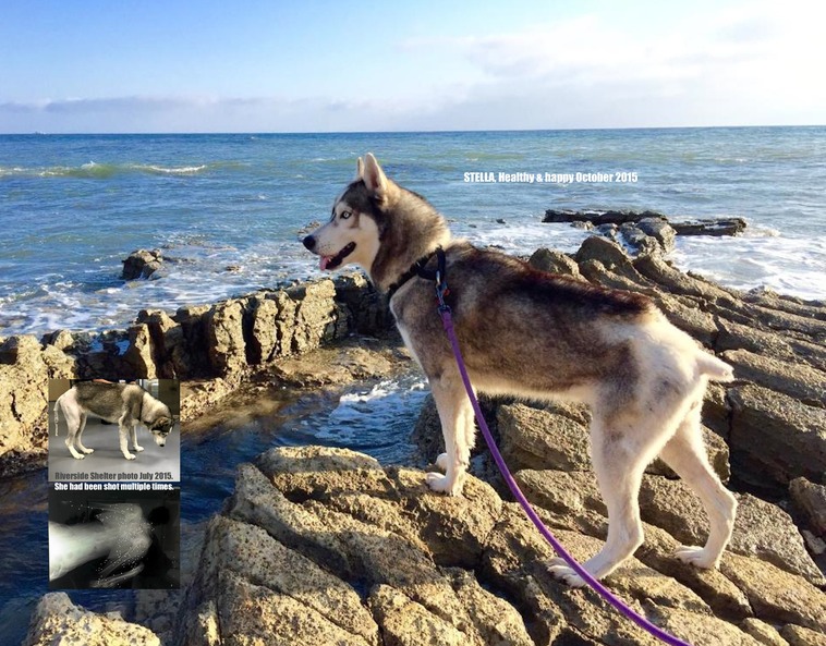 ARA Calendar Stella NOVEMBER