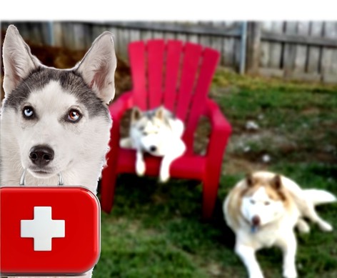 first aid for huskies