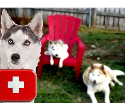 first aid for huskies med