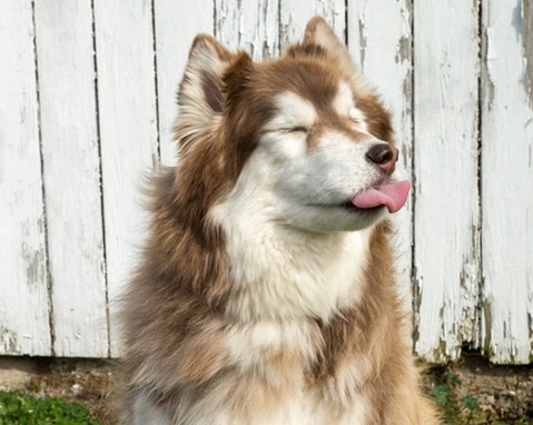 Husky rude tongue
