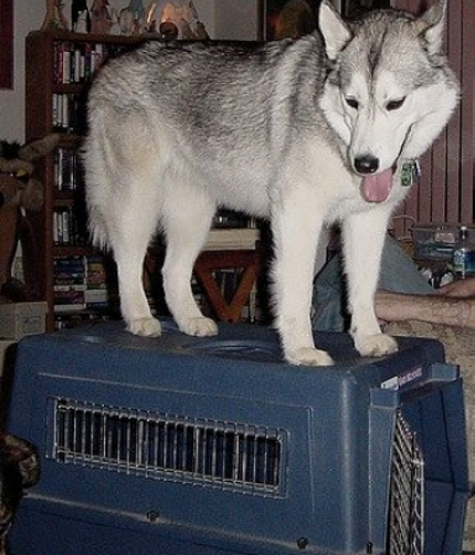 are huskies easy to potty train