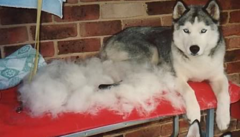 Never Shave a Husky | ARA Canine Rescue inc. Siberian Husky Rescue and  Adoption organization
