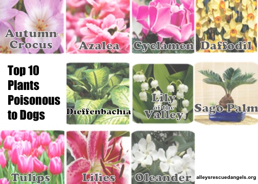 flowers that are harmful to dogs