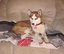 Red Husky pup, Angelina, 7mnths old with hip dyslplacia, rescued, vetted and adopted.
